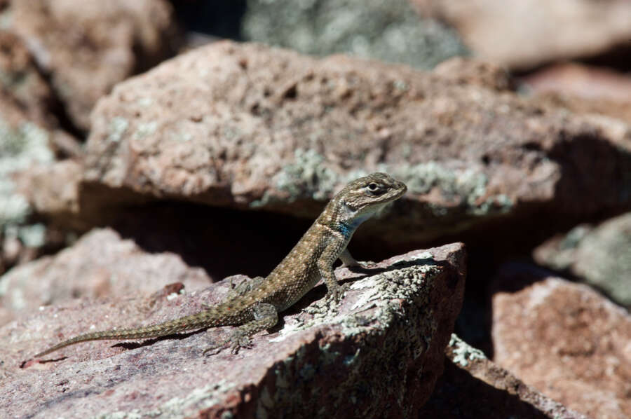 Image of Sceloporus jarrovii jarrovii Cope 1875