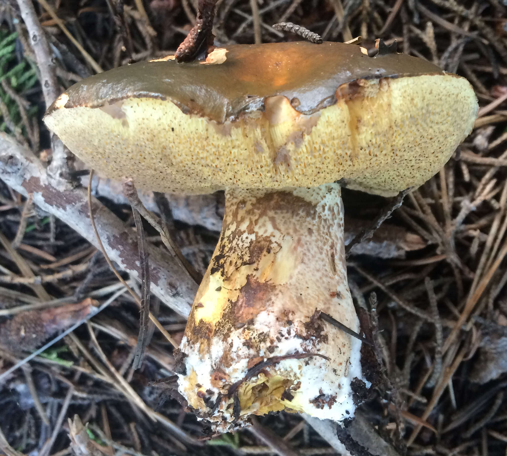 Image of Suillus pungens Thiers & A. H. Sm. 1964