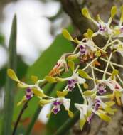 Dendrobium canaliculatum R. Br. resmi