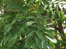 Sivun Vatairea guianensis Aubl. kuva