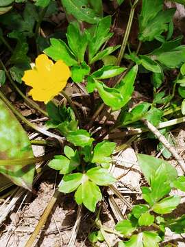 Ranunculus hispidus Michx.的圖片