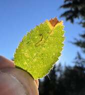 Image of rose leaf miner