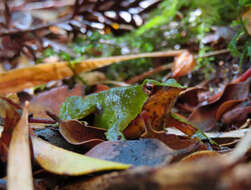 Image of Darwin's Frogs