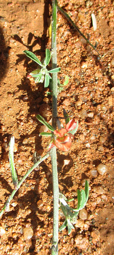 Слика од Indigofera bainesii Baker