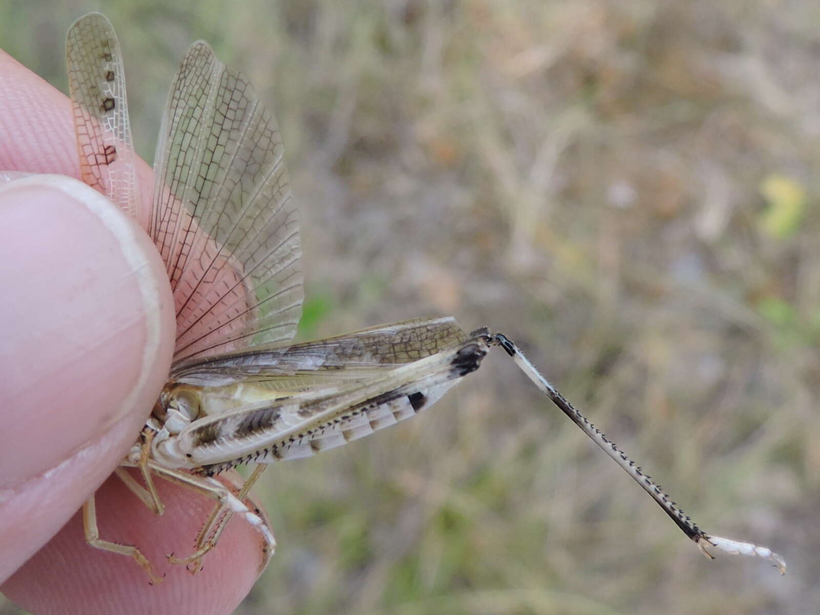 Image of Admirable Grasshopper