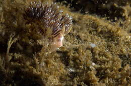 Image of slender facelina