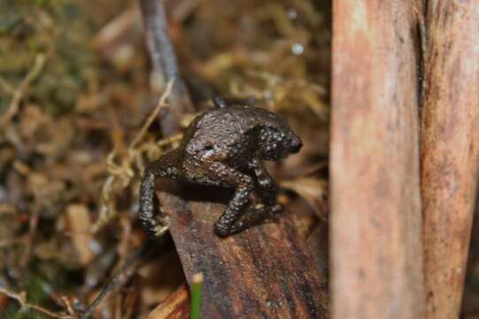 Image of Black flathead toad