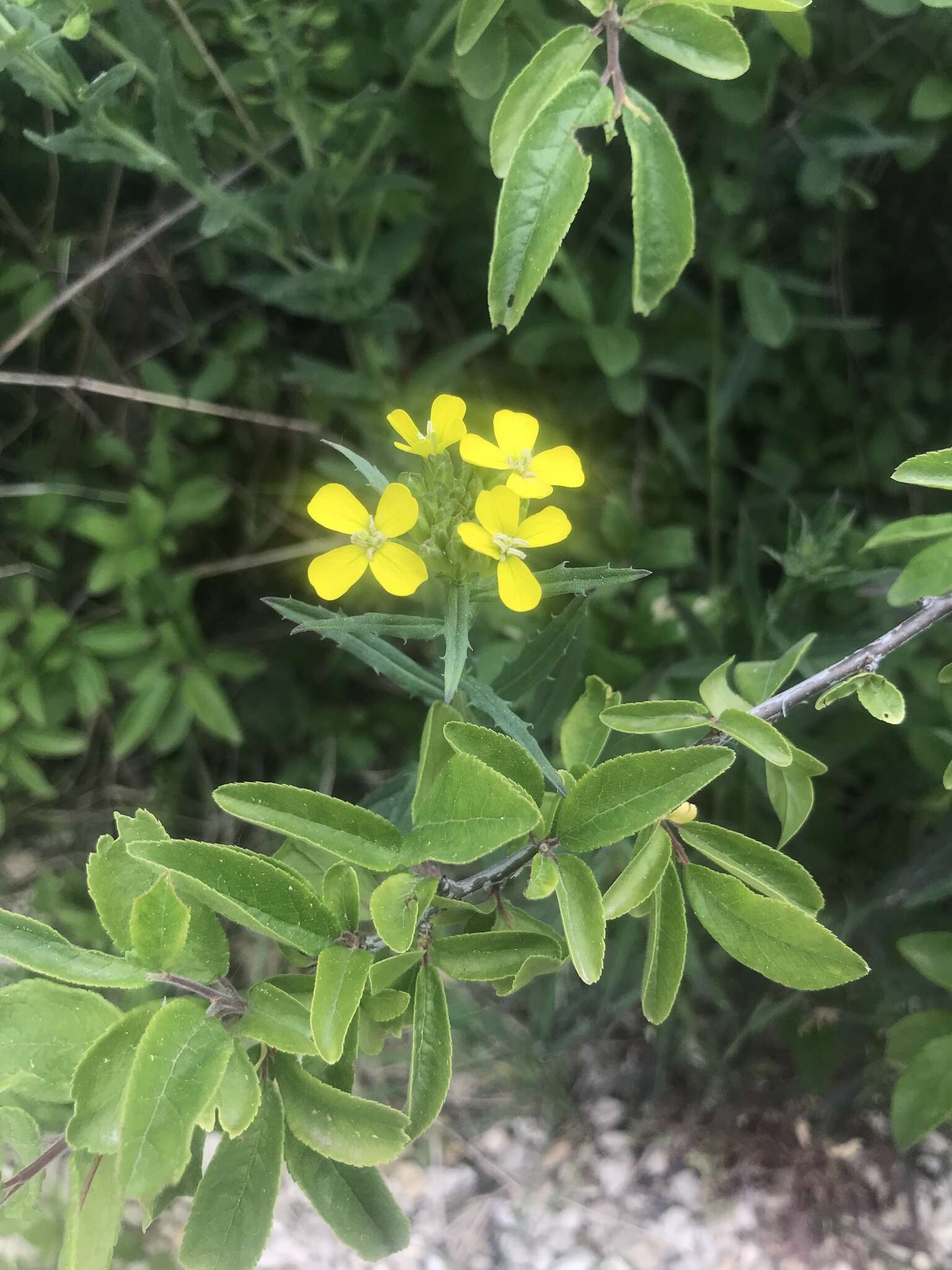 Image of smelly wallflower