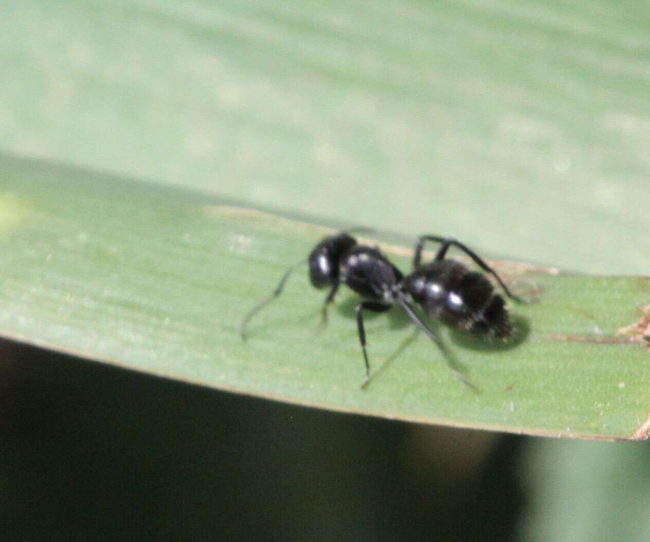 Image of Camponotus errabundus Arnold 1949