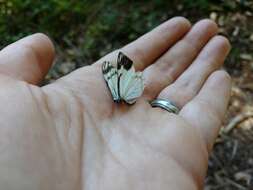 Image of Pine White