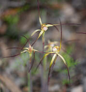 Image de Caladenia xantha Hopper & A. P. Br.