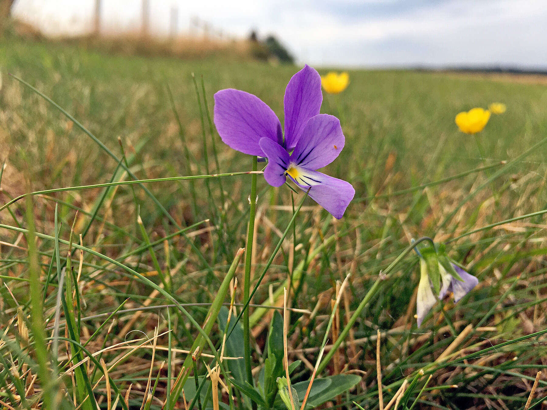 Image of <i>Viola lutea</i> var. <i>westfalica</i> A. A. H. Schulz