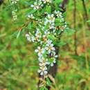 Sivun Leptospermum polyanthum J. Thompson kuva