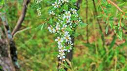 Imagem de Leptospermum polyanthum J. Thompson