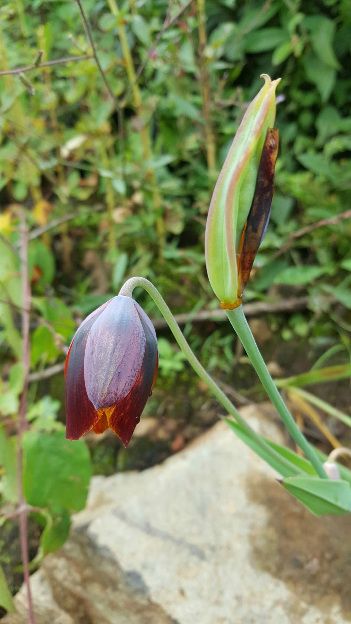 Calochortus purpureus (Kunth) Baker resmi