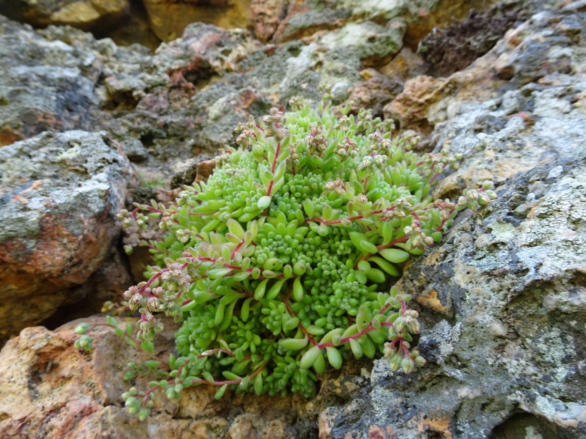 Imagem de Sedum hirsutum All.