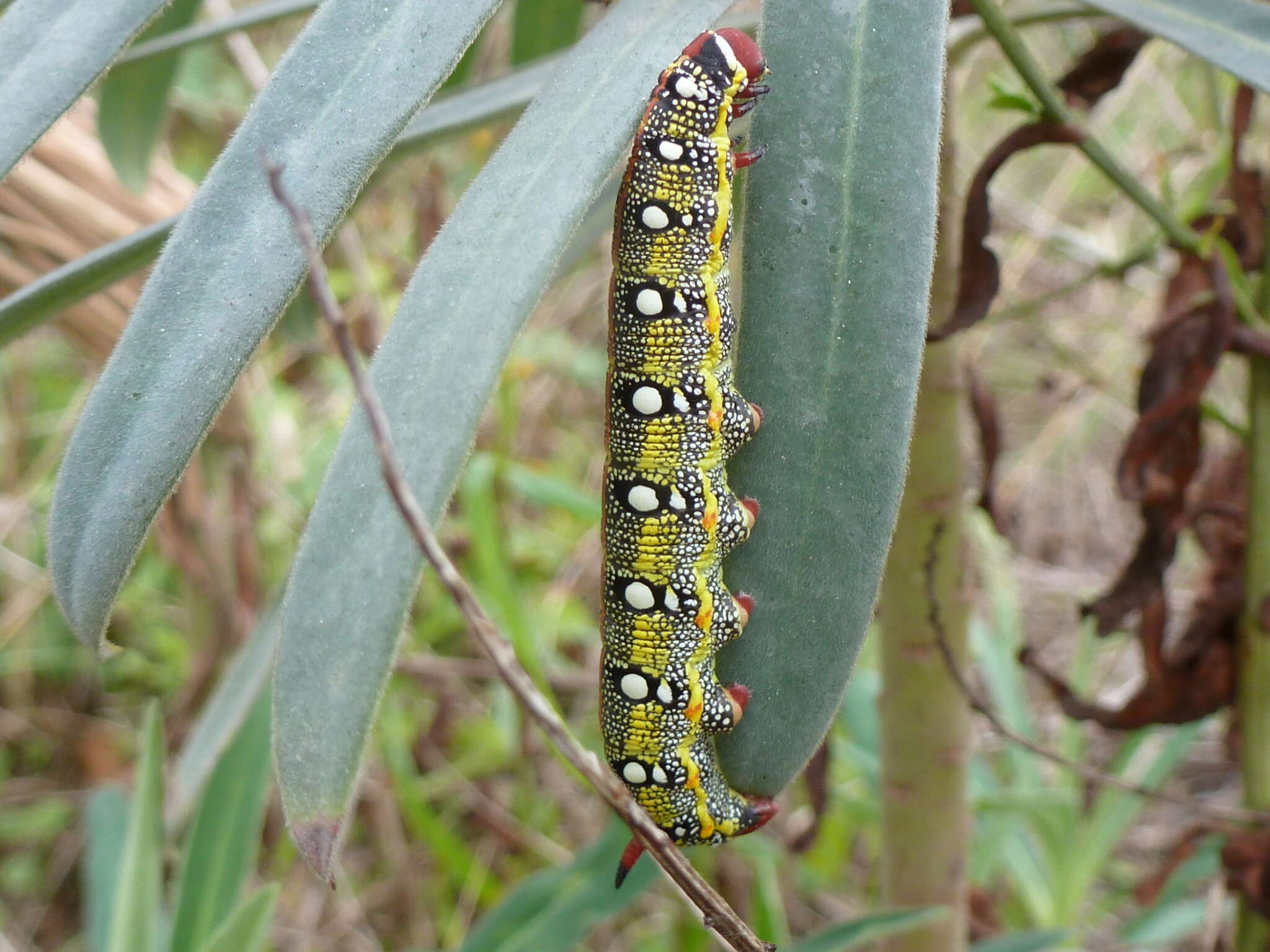 Image of Spurge Hawk Moth