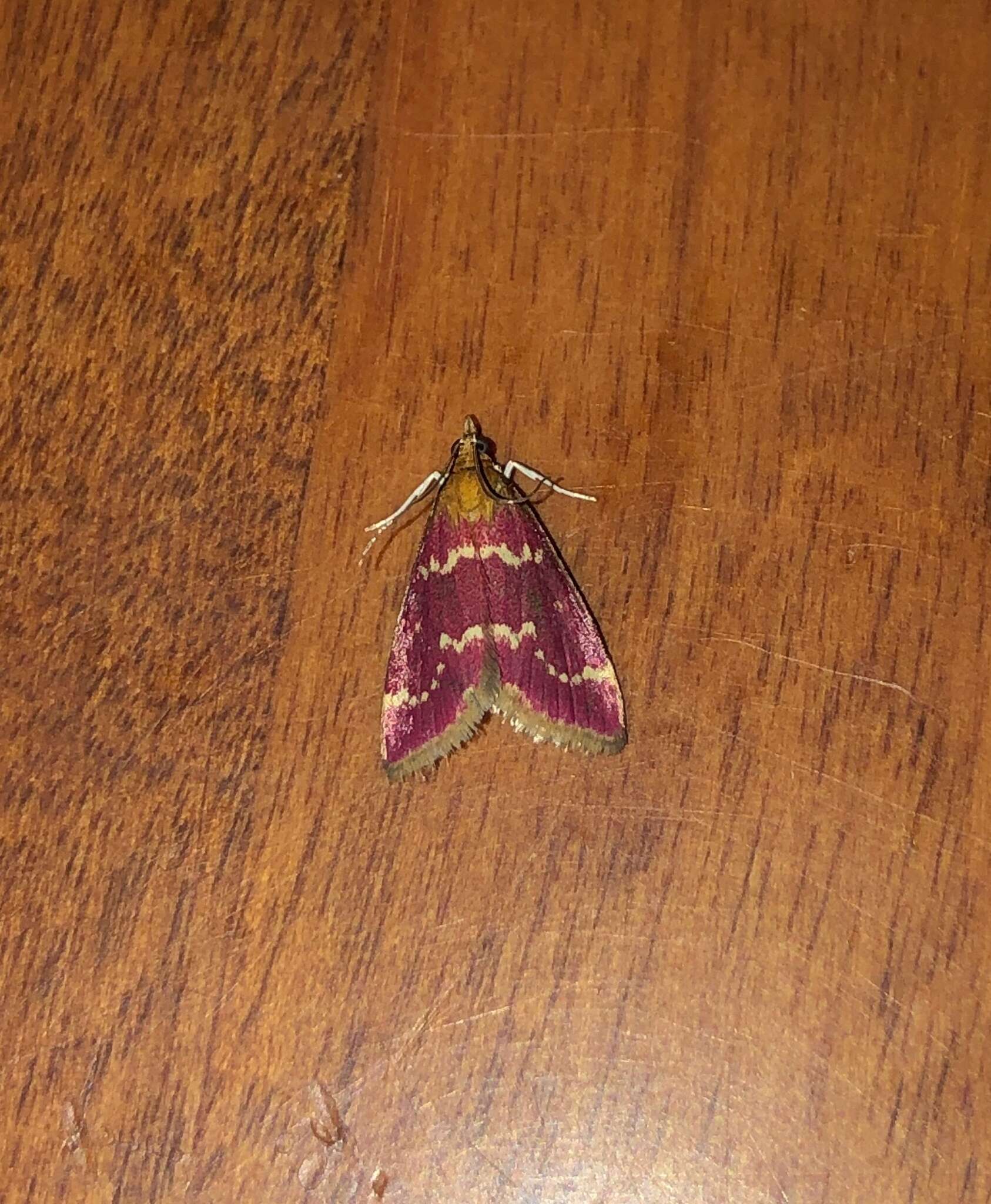 Image of Raspberry Pyrausta