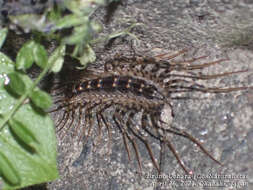 Image of Japanese House Centipede