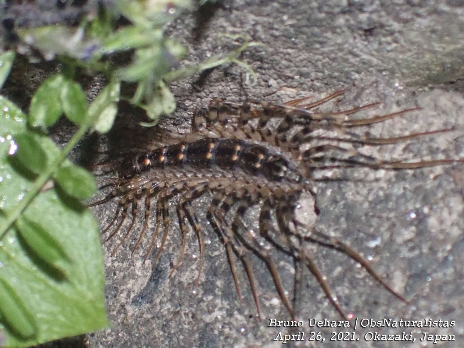 Image of Thereuonema tuberculata (Wood 1862)