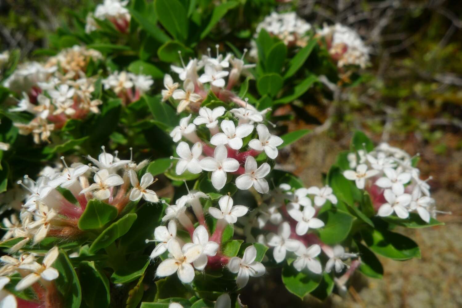 Image of Pimelea gnidia (J. R. & G. Forst.) Willd.