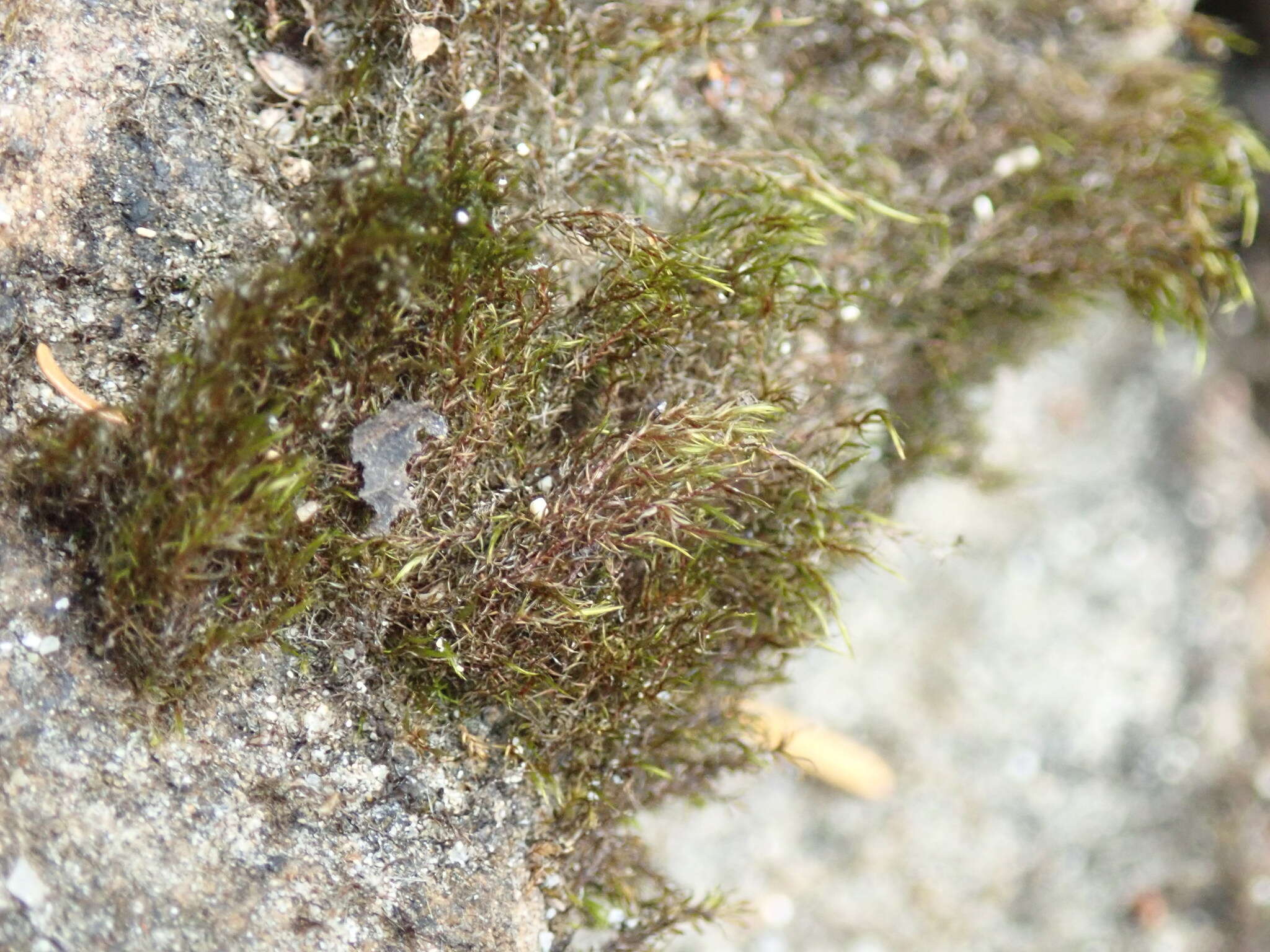 Image of bristly swan-neck moss