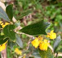 Plancia ëd Berberis ruscifolia Lam.