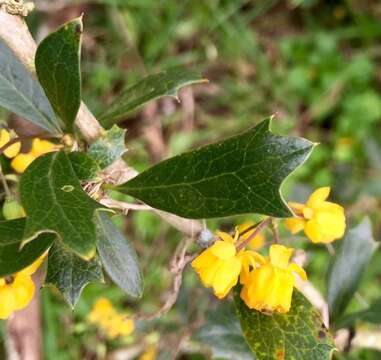 Image of Berberis ruscifolia Lam.