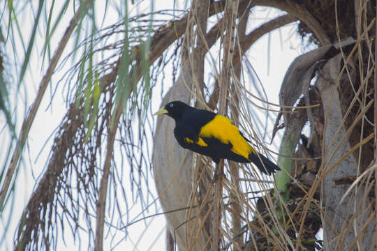 Image of Yellow-rumped Cacique