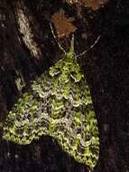 Image of kāmahi green spindle