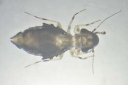 Image of Bark lice