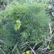 Image of Peucedanum longifolium Waldst. & Kit.