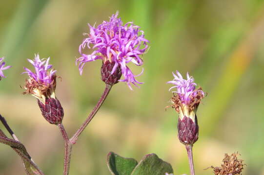 صورة Vernonia blodgettii Small