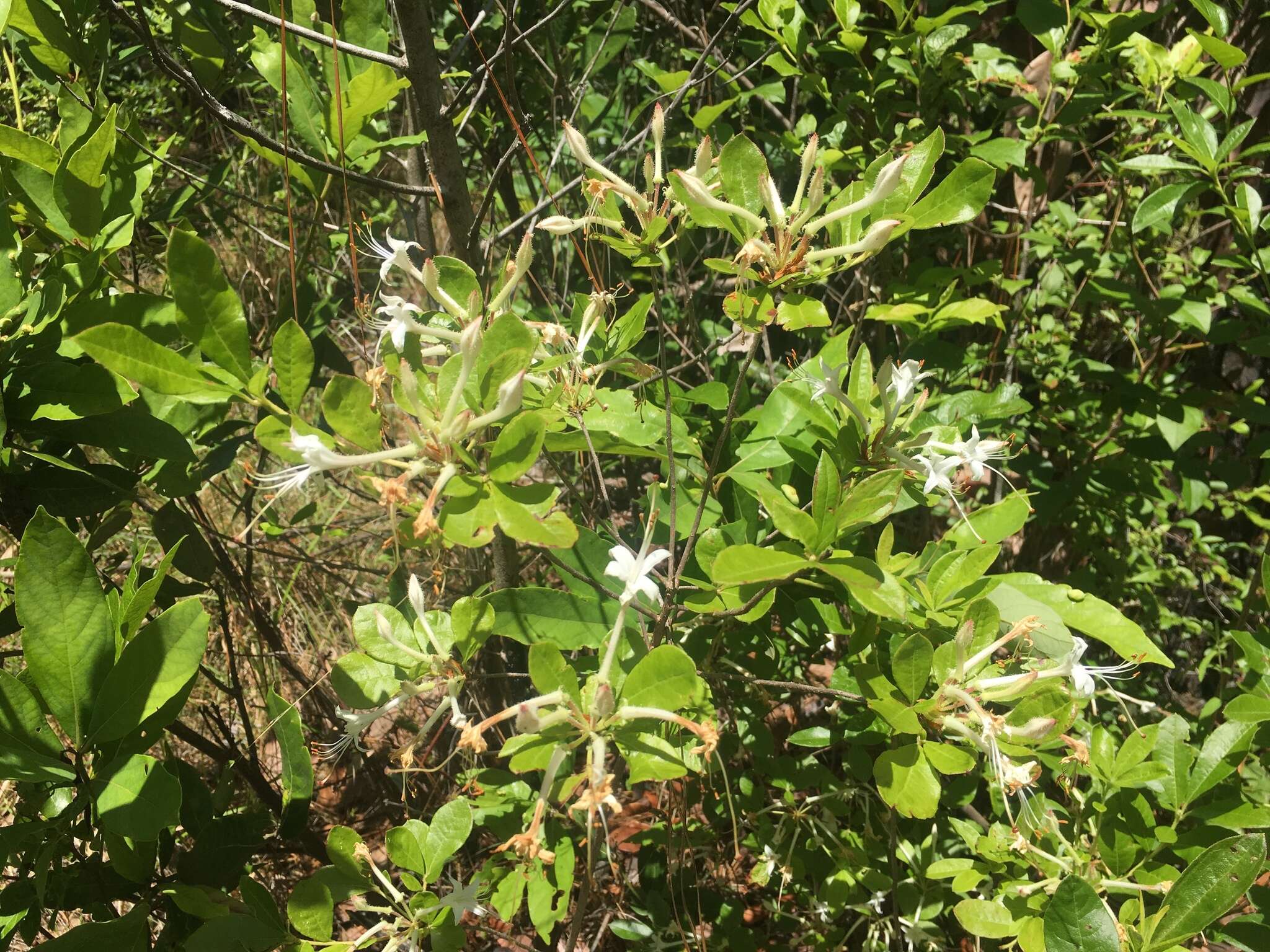 Image of Texas azalea