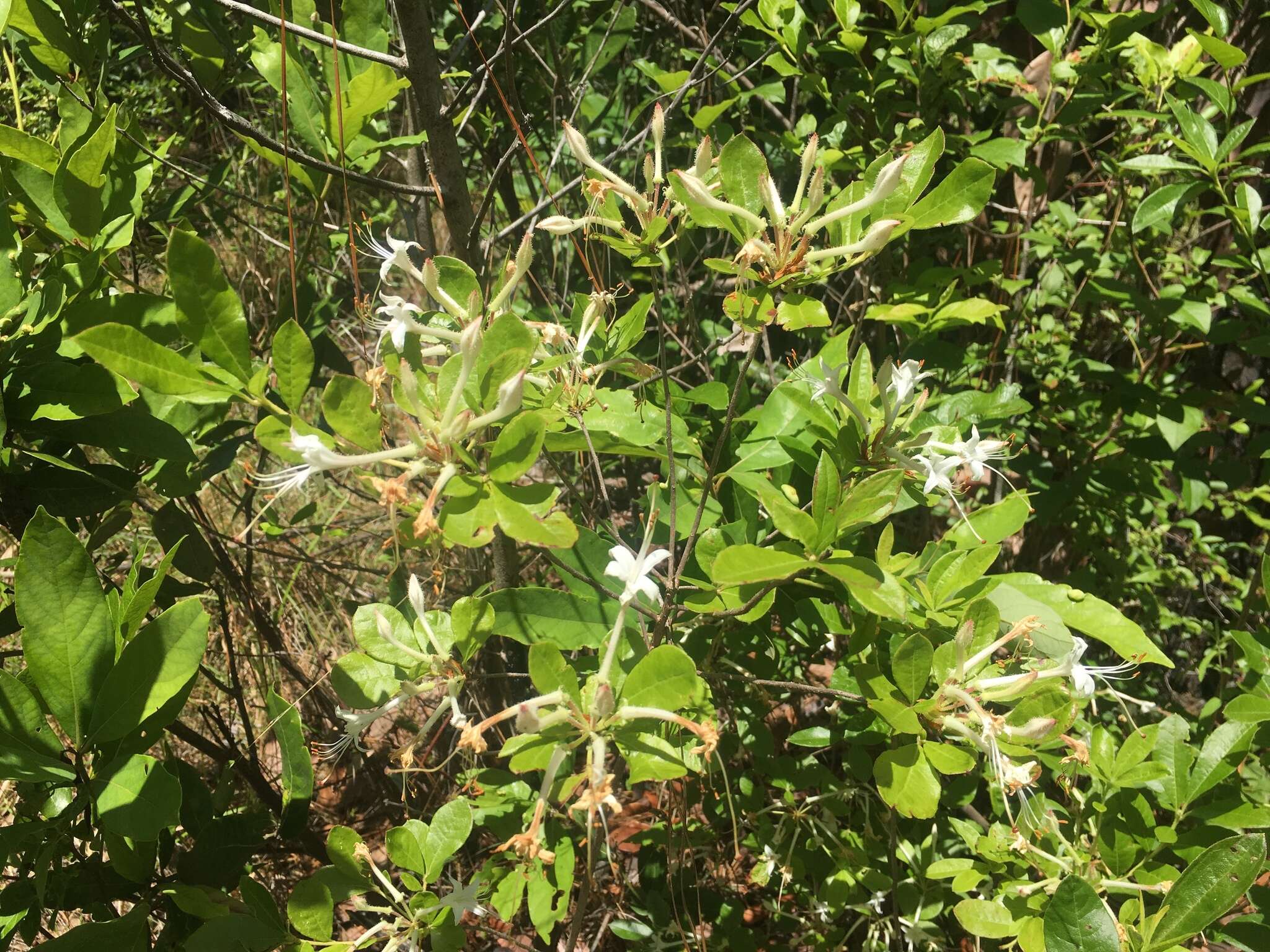 صورة Rhododendron oblongifolium (Small) Millais