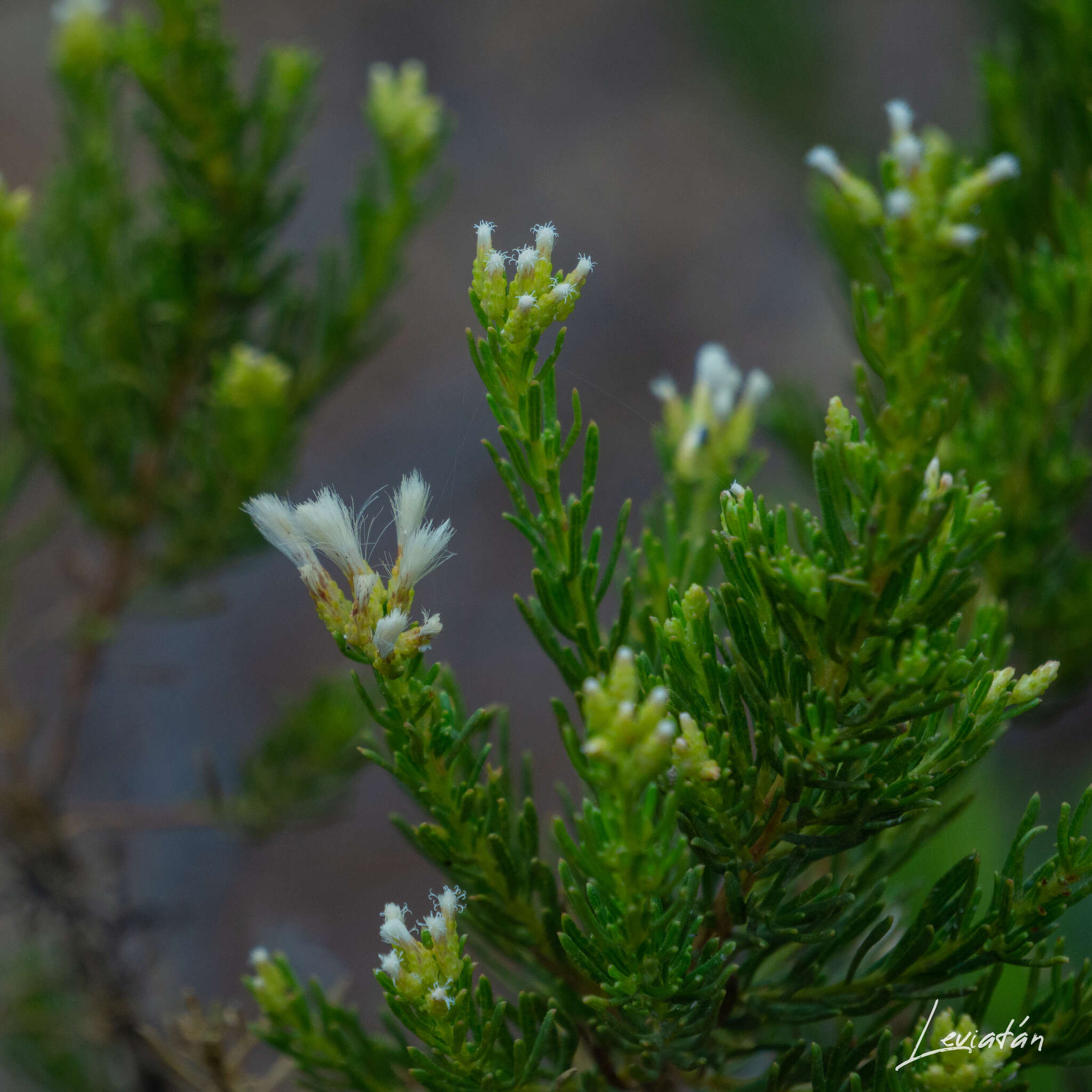 Image of Baccharis linearis (Ruiz & Pavón) Pers.