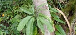 Anthurium pentaphyllum (Aubl.) G. Don的圖片