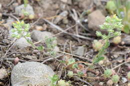 Image of Alyssum minutum Schlecht. ex DC.