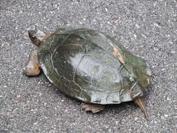 Image of Oldham’s Leaf Turtle