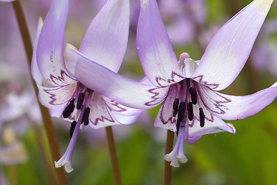 Image of Erythronium japonicum Decne.