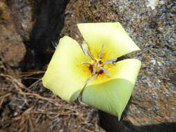 Image of goldenbowl mariposa lily