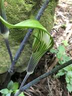 Image of Arisaema formosanum (Hayata) Hayata