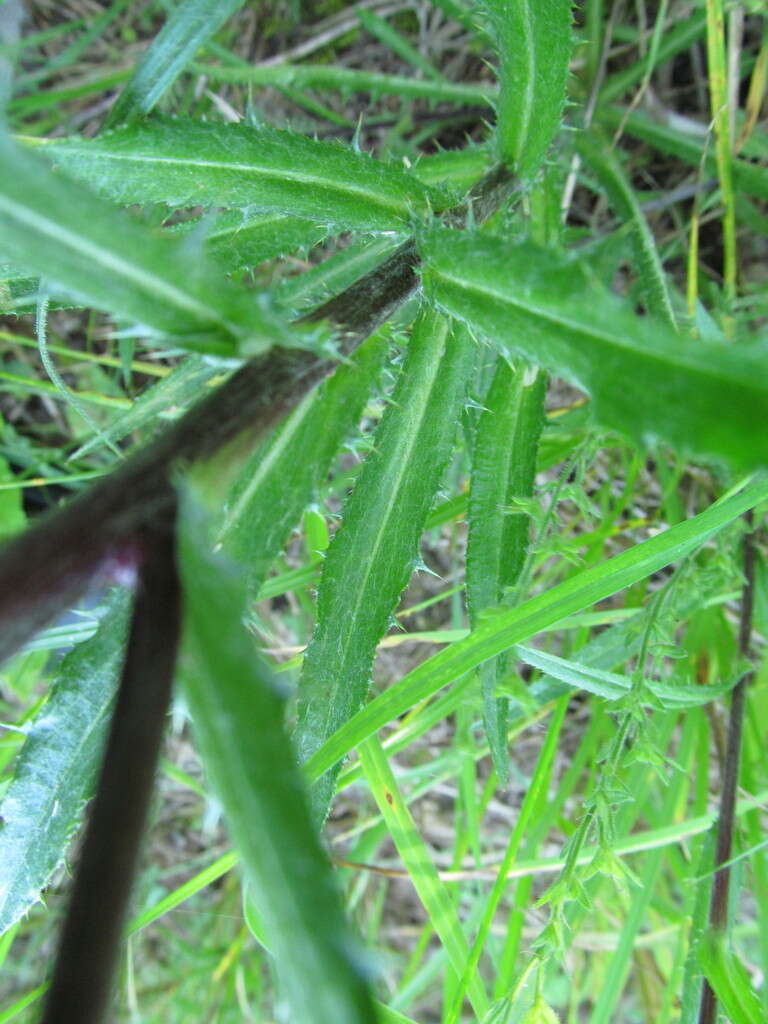 Image of Carlina biebersteinii subsp. brevibracteata (Andrae) K. Werner