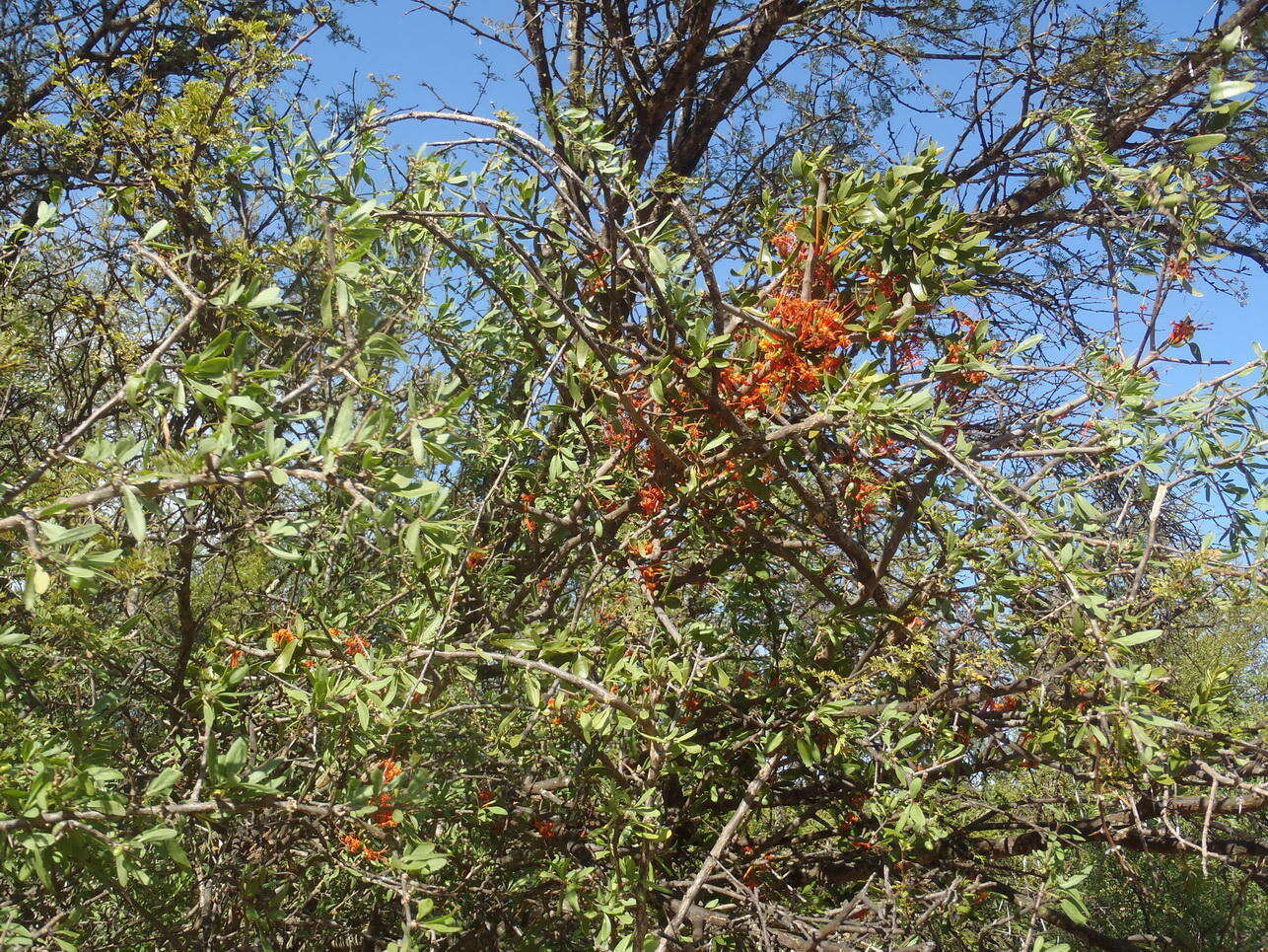 Image of Matches mistletoe