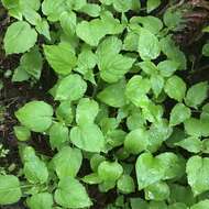 Image of Alpine enchanter’s-nightshade