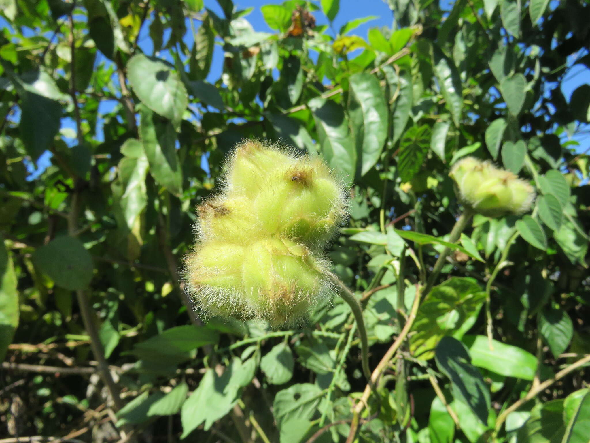 Imagem de Odonellia hirtiflora (M. Mart. & Gal.) K. Robertson