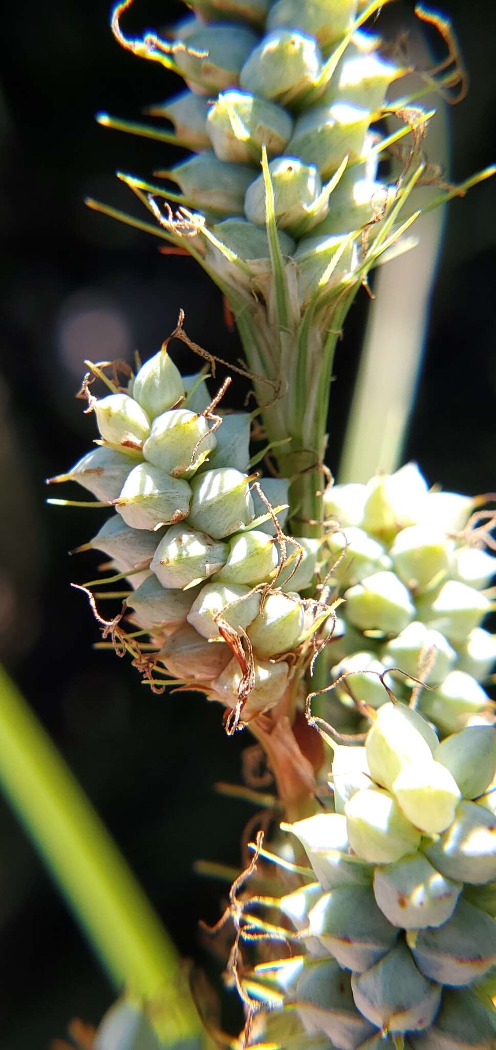 Image of Warty Sedge