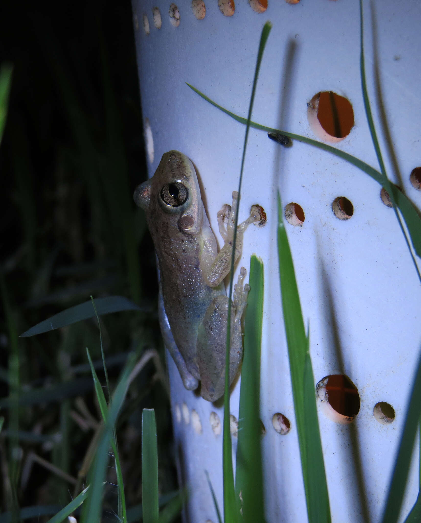 Image de Scinax x-signatus (Spix 1824)