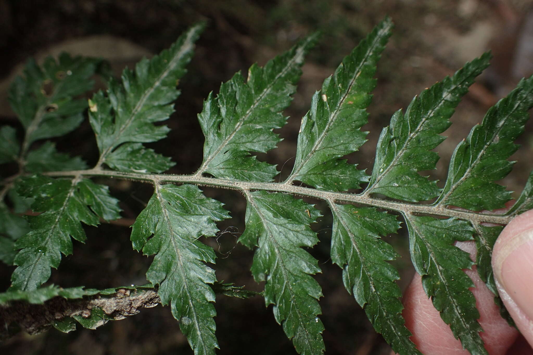 Imagem de Parapolystichum acuminatum (Houlston) Labiak, Sundue & R. C. Moran