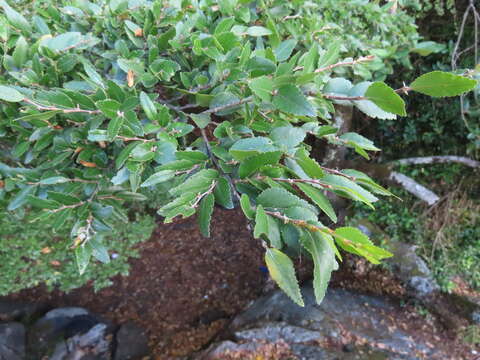 Слика од Nothofagus dombeyi (Mirb.) Oerst.